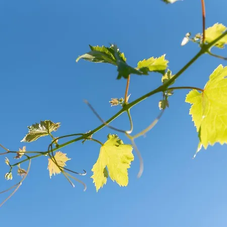 La Sorteta De Cuxach * Pollença