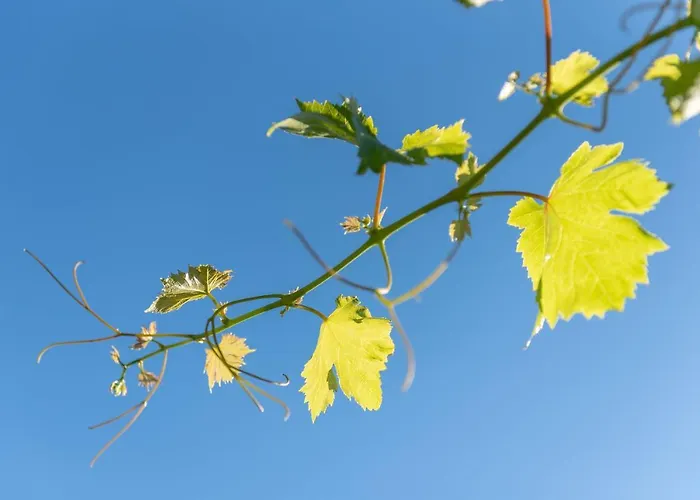 La Sorteta De Cuxach * Pollensa